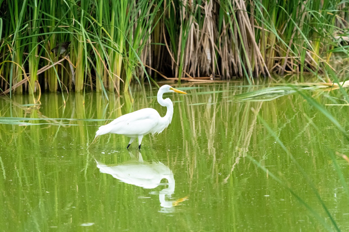 Great Egret - ML554061771