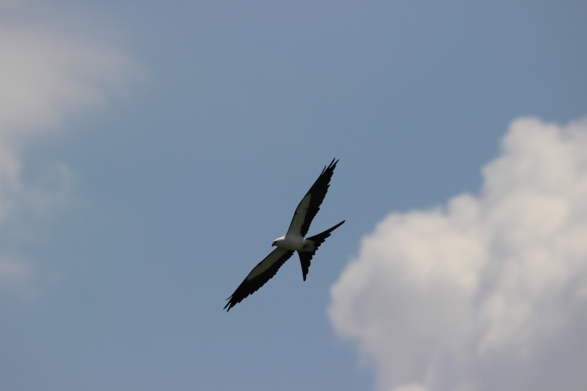 Swallow-tailed Kite - ML554061841