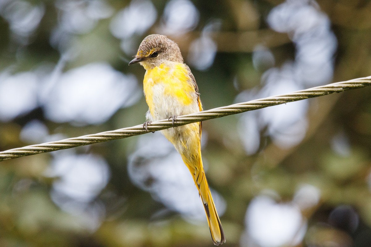 Scarlet Minivet - ML554061861