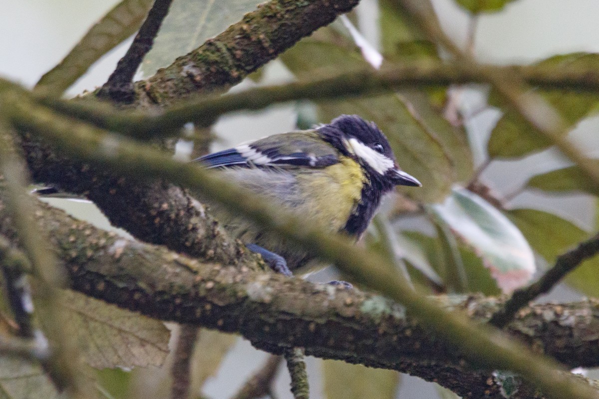 Green-backed Tit - ML554061881