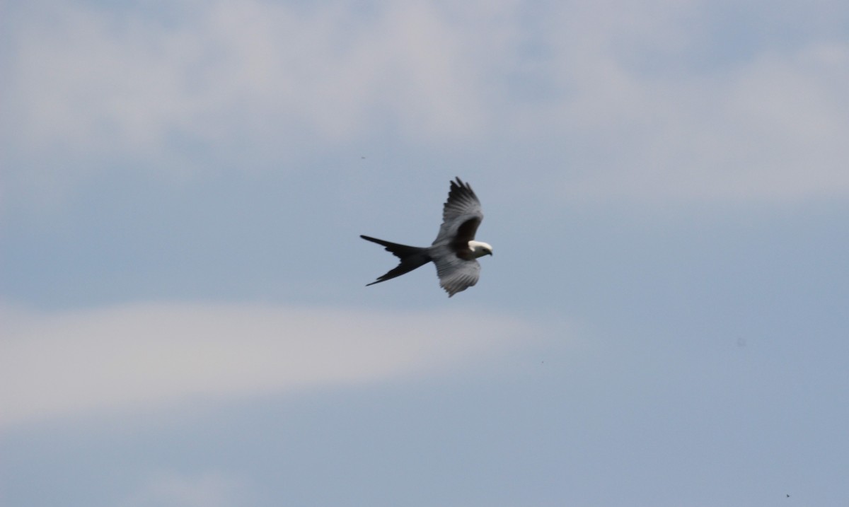 Swallow-tailed Kite - ML554061971