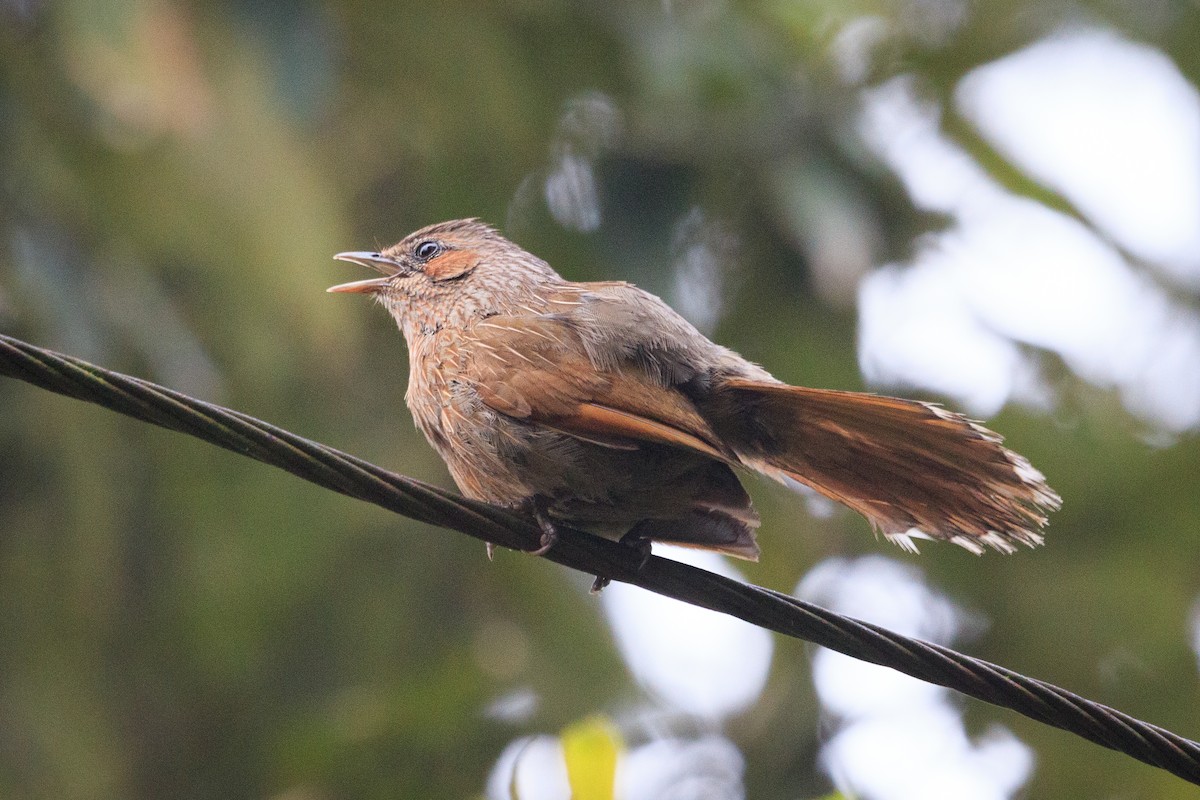 Streaked Laughingthrush - ML554061981