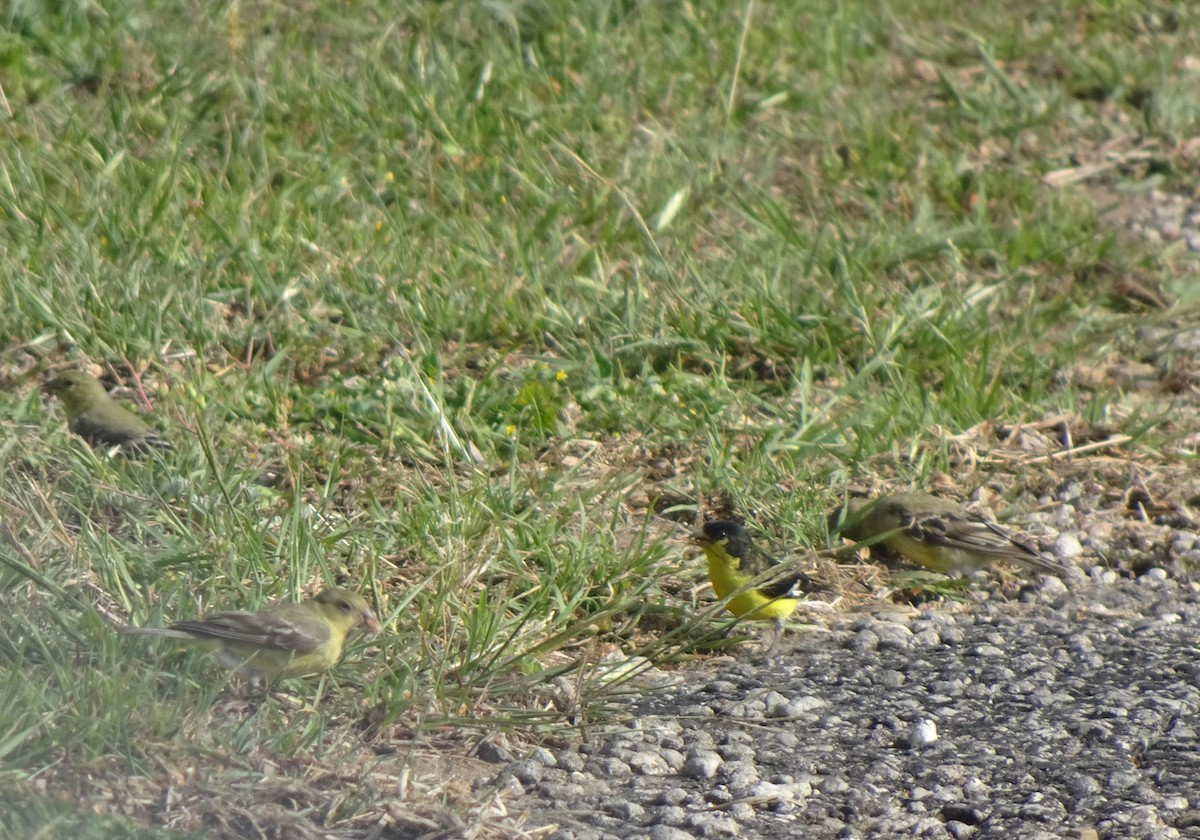 Lesser Goldfinch - ML554063331