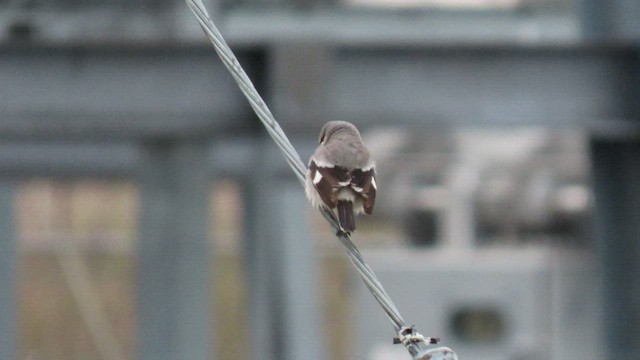 Loggerhead Shrike - ML554065061