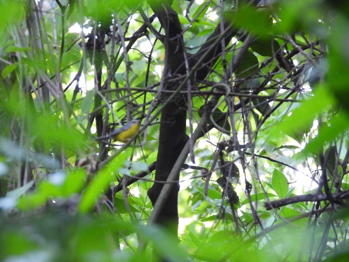 Golden-crowned Warbler - Colby Neuman