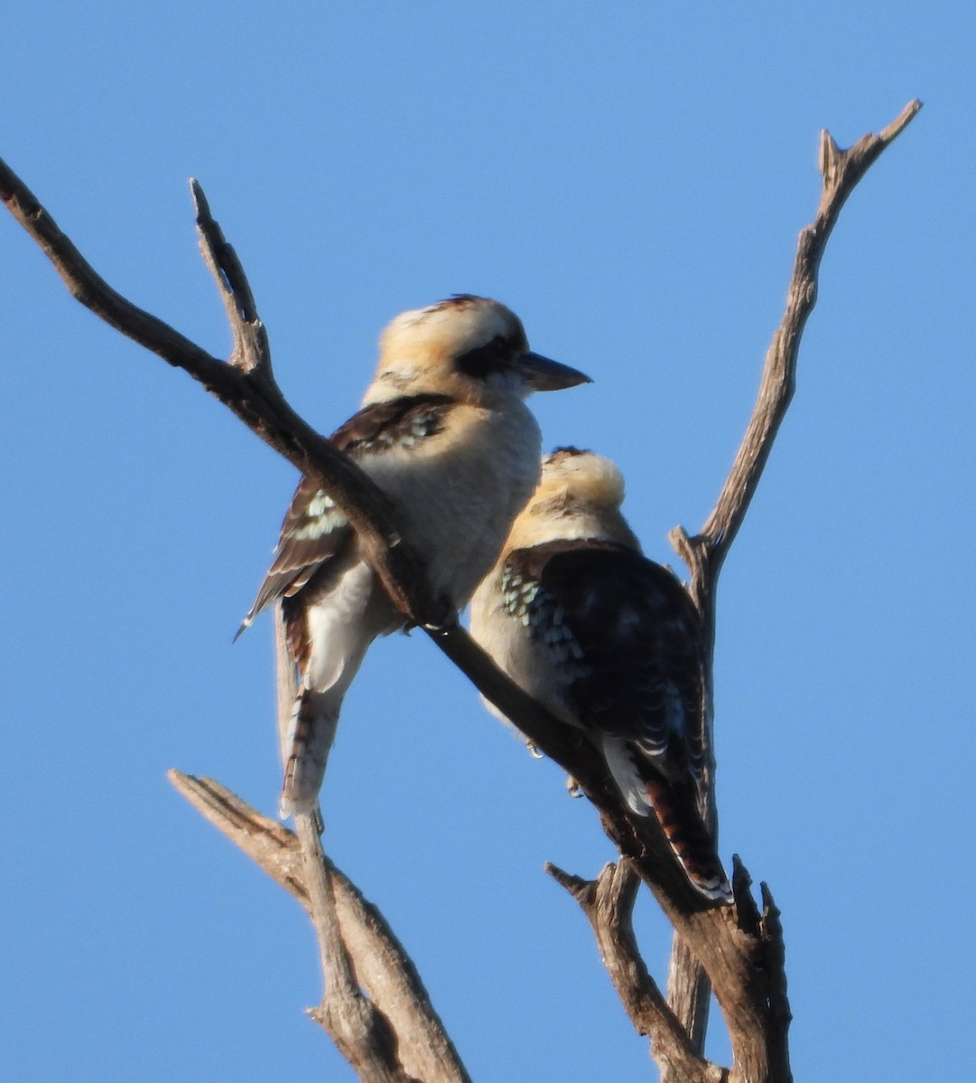 Laughing Kookaburra - ML554066121