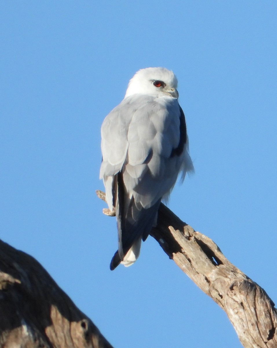 Black-shouldered Kite - ML554066141