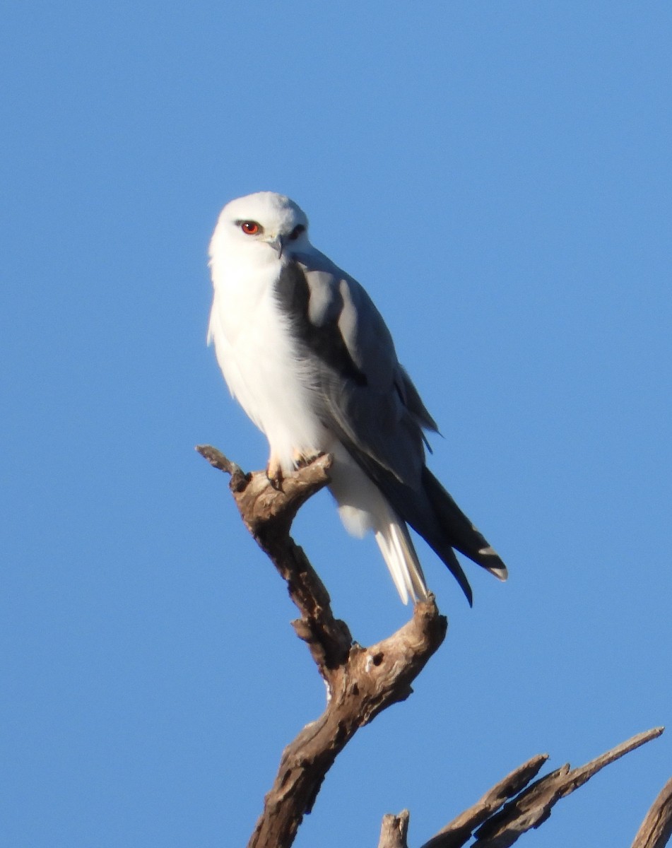 Black-shouldered Kite - ML554066151