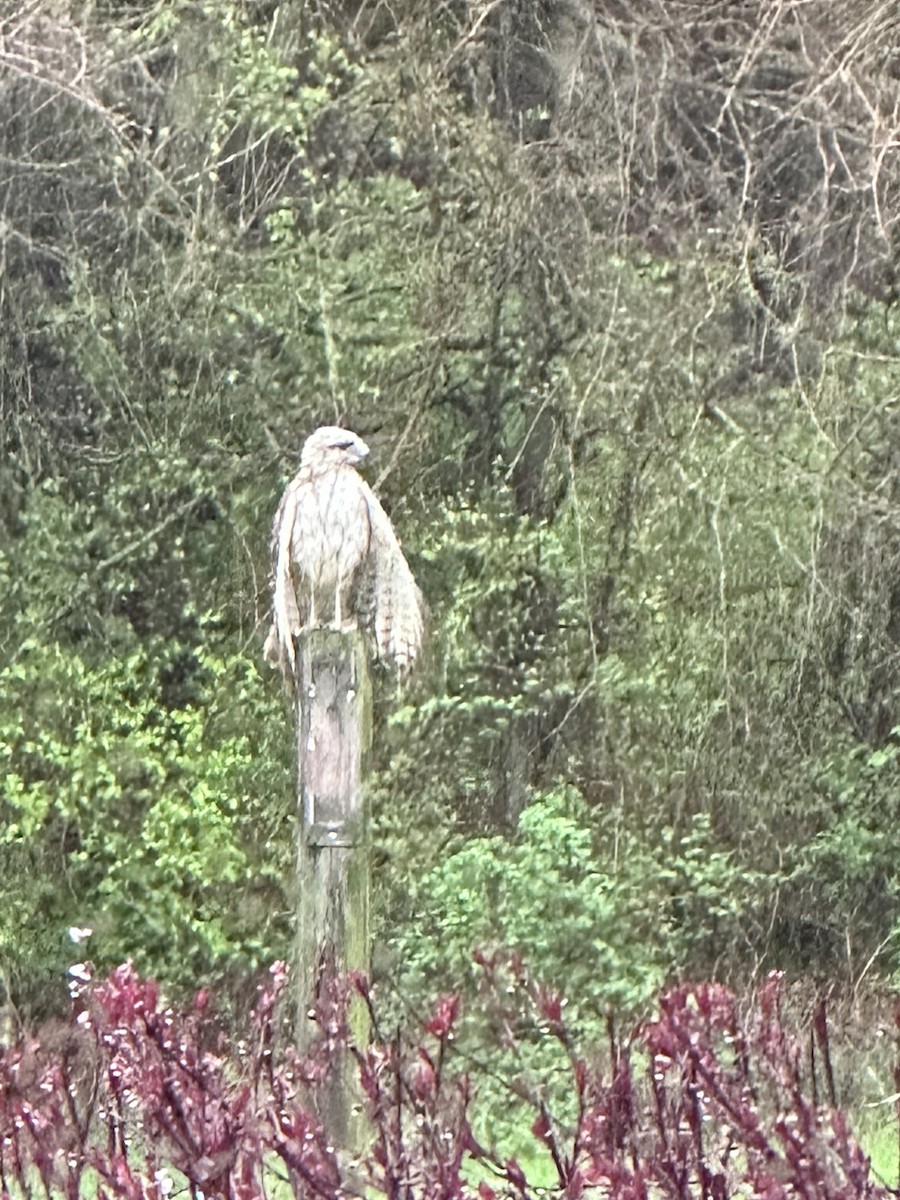 Red-shouldered Hawk - ML554066531