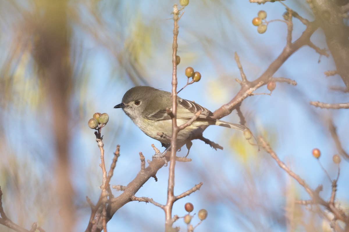 Dwarf Vireo - ML554066571