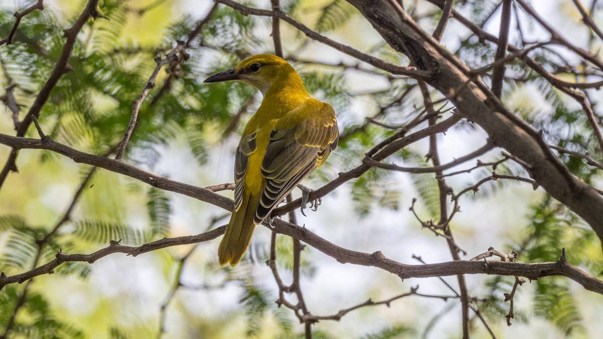 Indian Golden Oriole - ML554068641