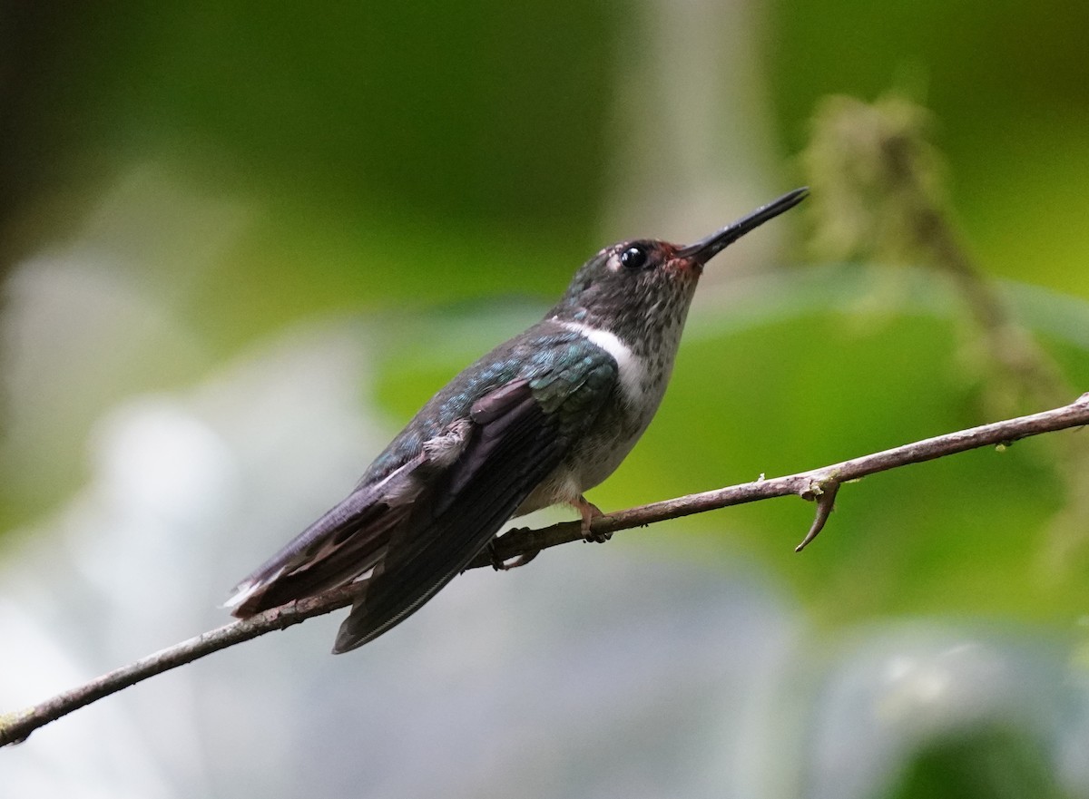 kolibřík ekvádorský - ML554070361