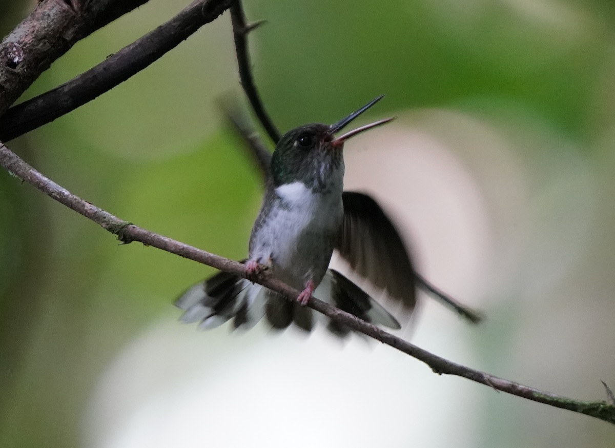 kolibřík ekvádorský - ML554070471