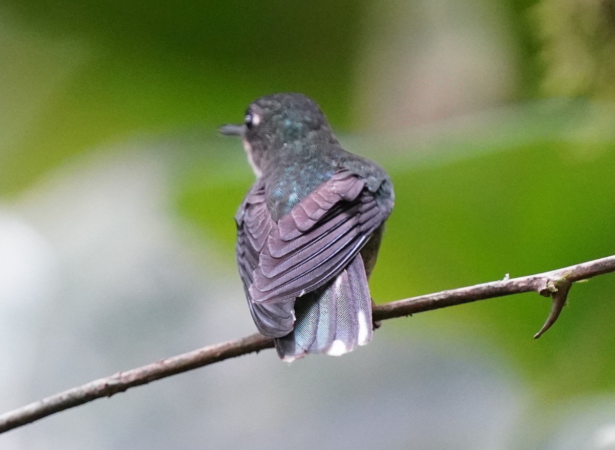 Schwarzweißschwanz-Kolibri - ML554070571