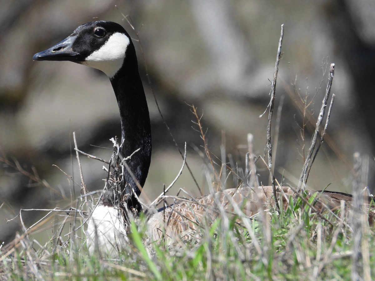 Canada Goose - ML554071501