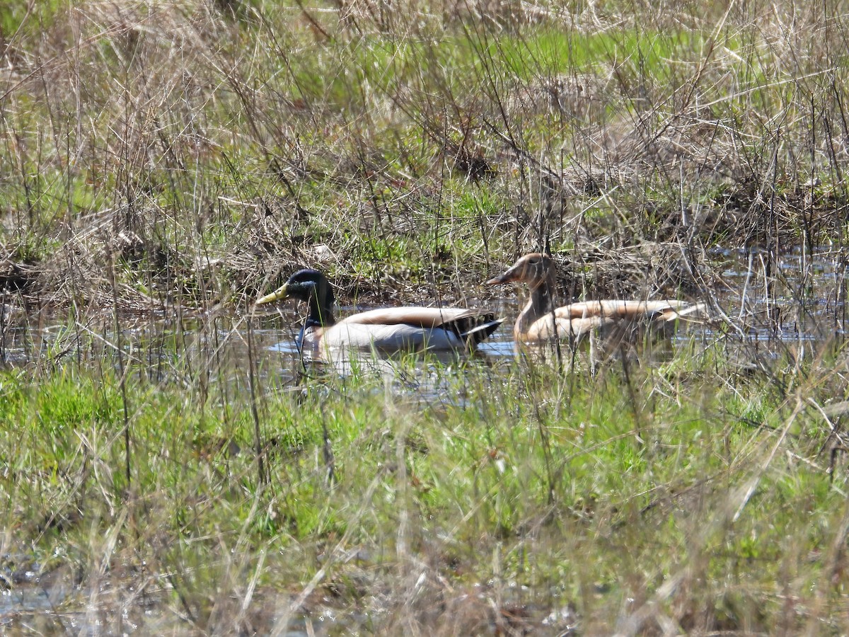 Mallard - Mark Donahue