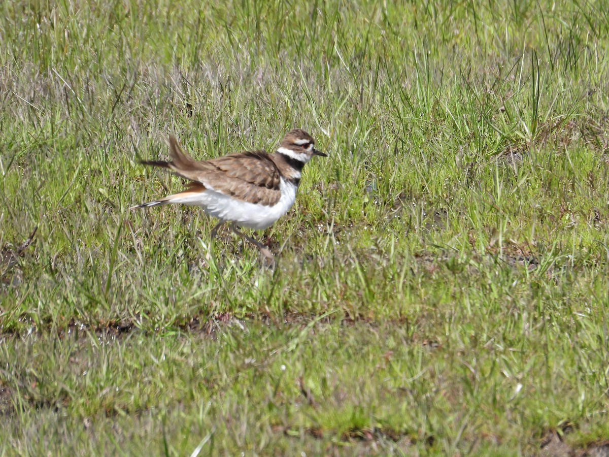 Killdeer - ML554071631