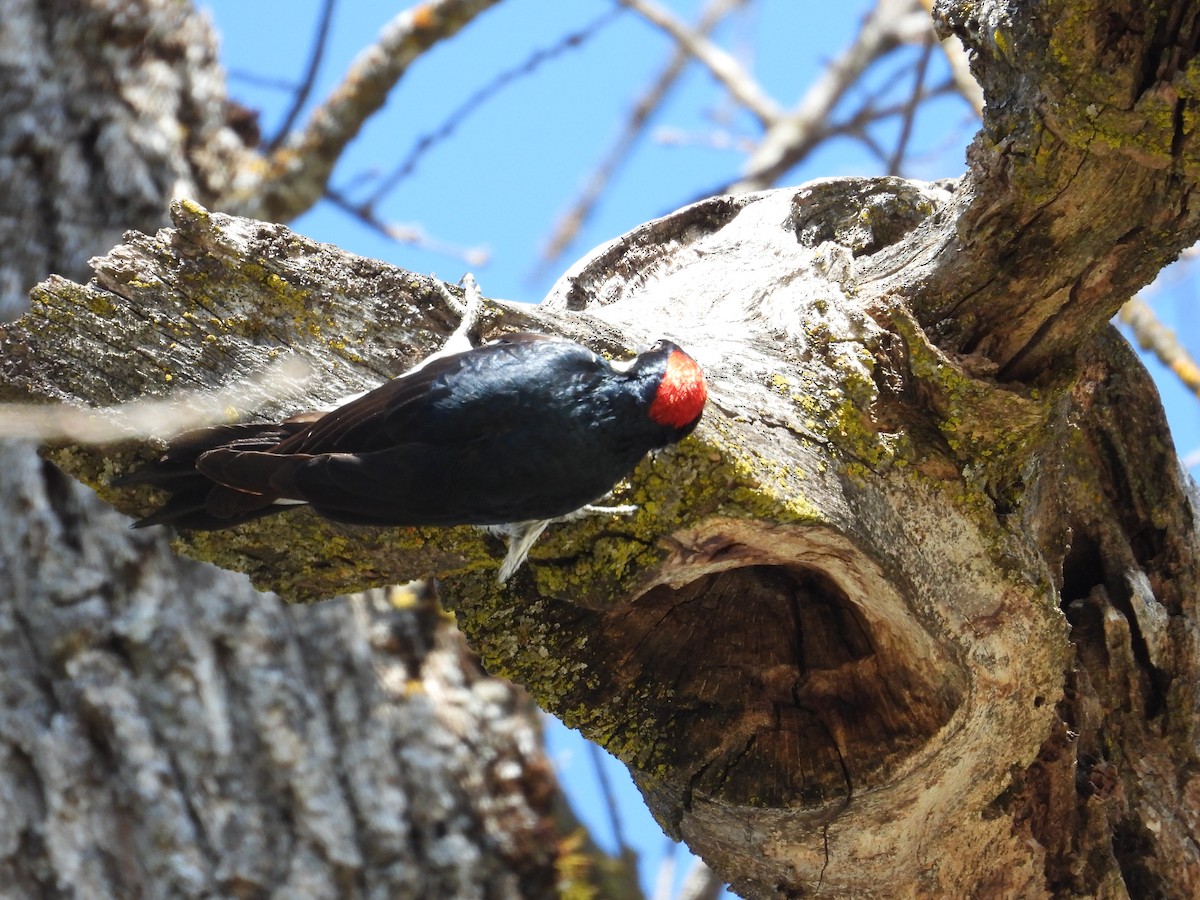 Acorn Woodpecker - ML554071771