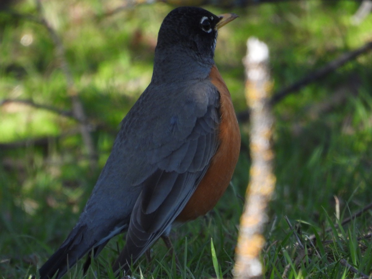 American Robin - ML554071901