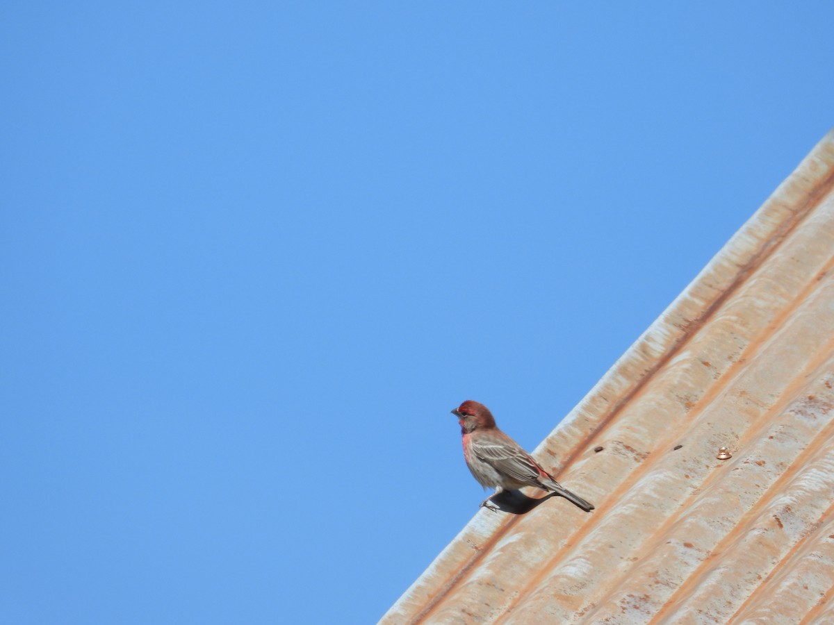House Finch - ML554072041