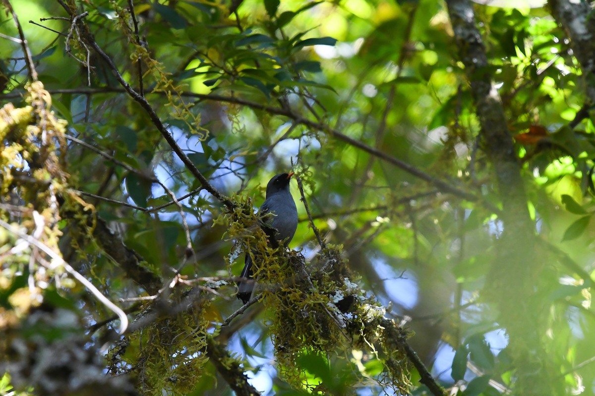 Black-faced Solitaire - ML554072401