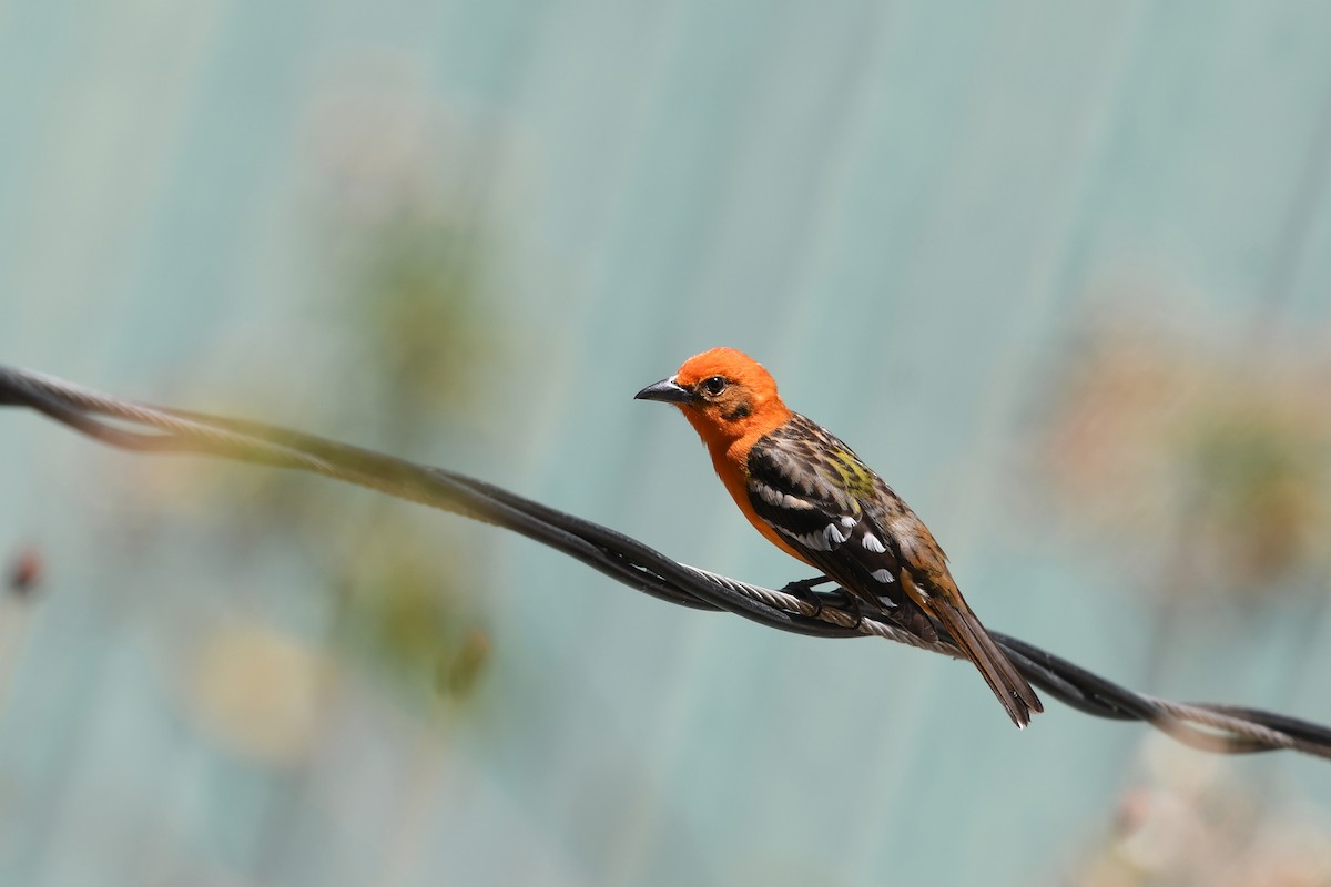 Flame-colored Tanager - ML554072541