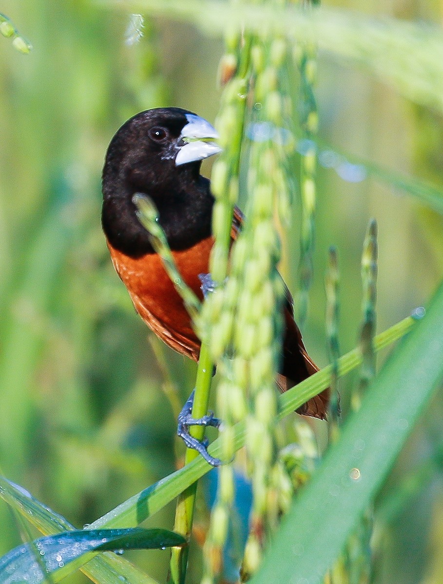 Chestnut Munia - Neoh Hor Kee