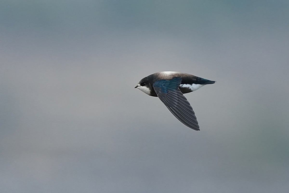 White-throated Needletail - ML554073531