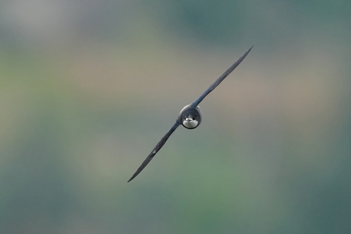 White-throated Needletail - 重融 黃