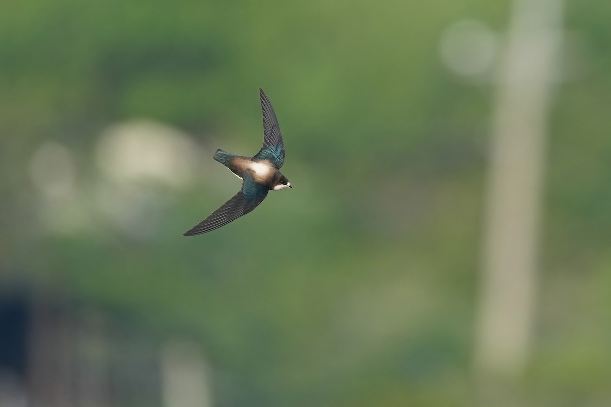 White-throated Needletail - 重融 黃