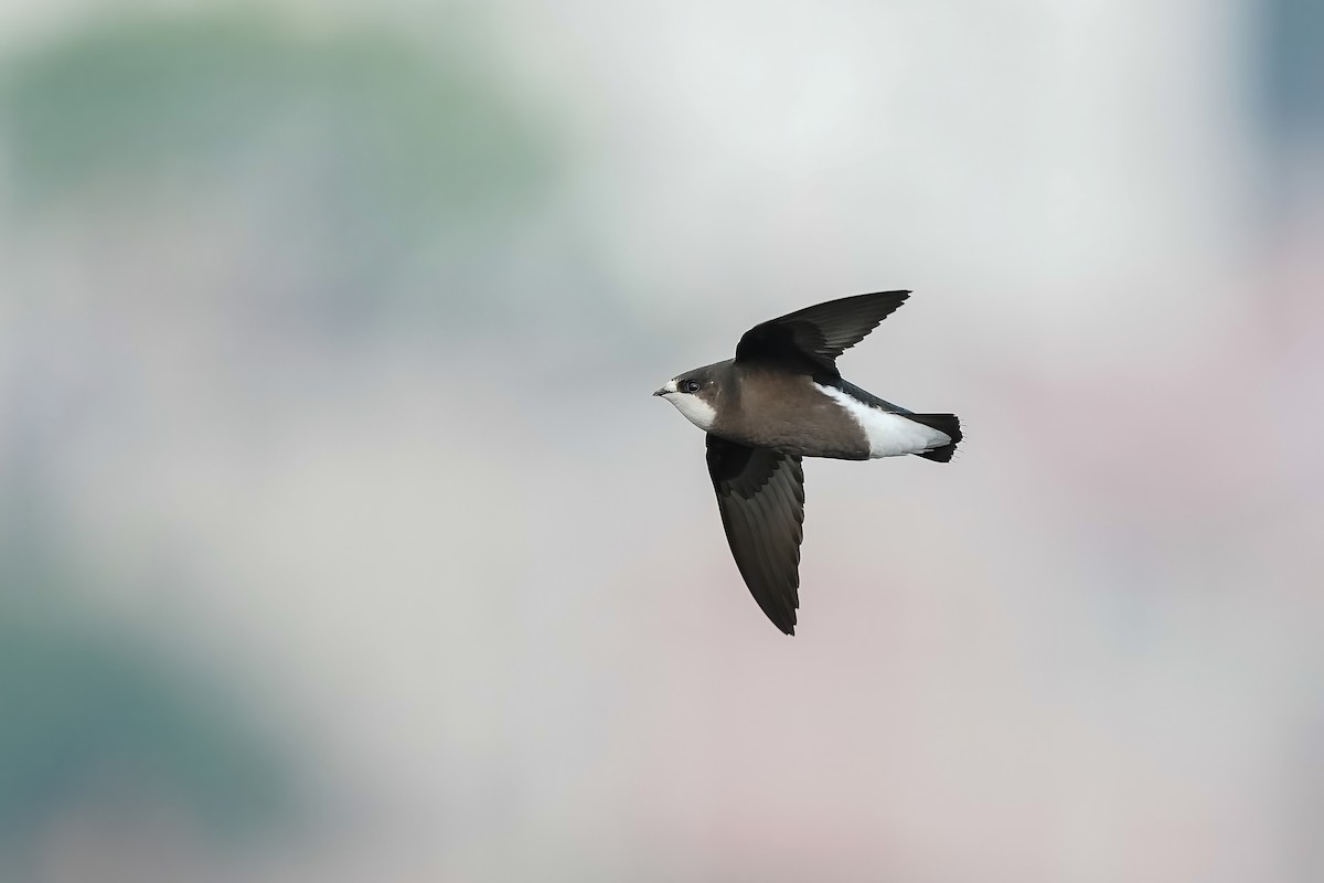 White-throated Needletail - ML554073561