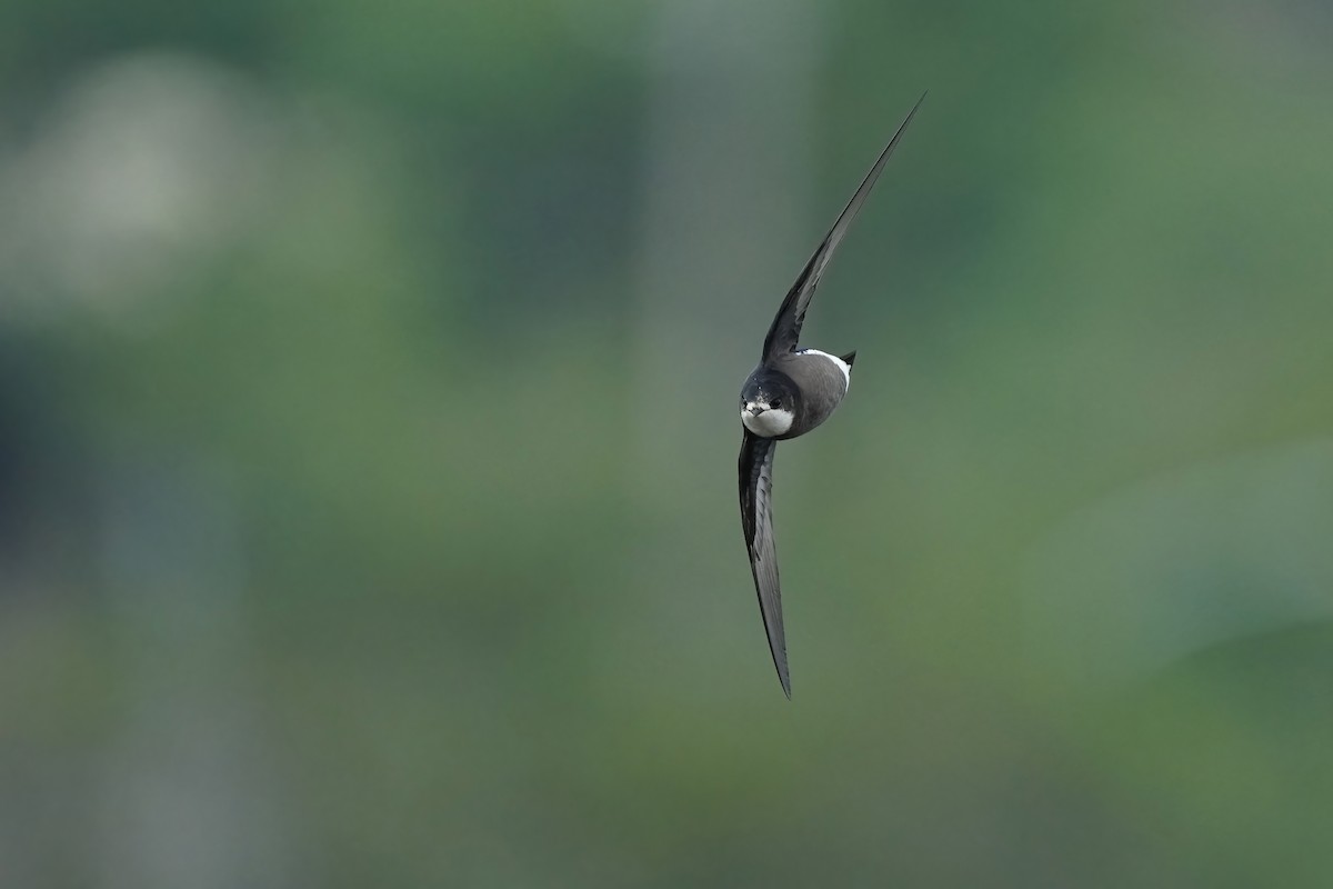 White-throated Needletail - ML554073571