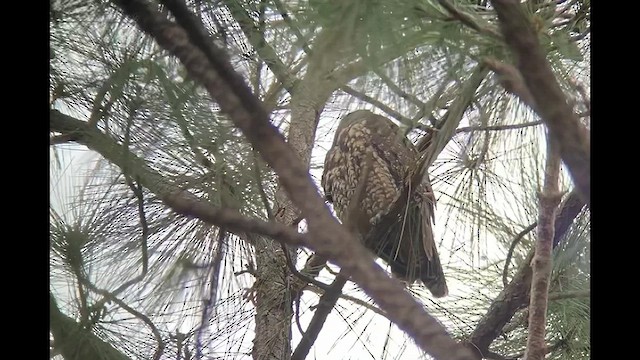 Hibou maître-bois - ML554073611