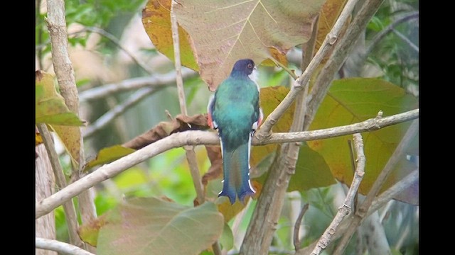 trogon kubánský - ML554074141