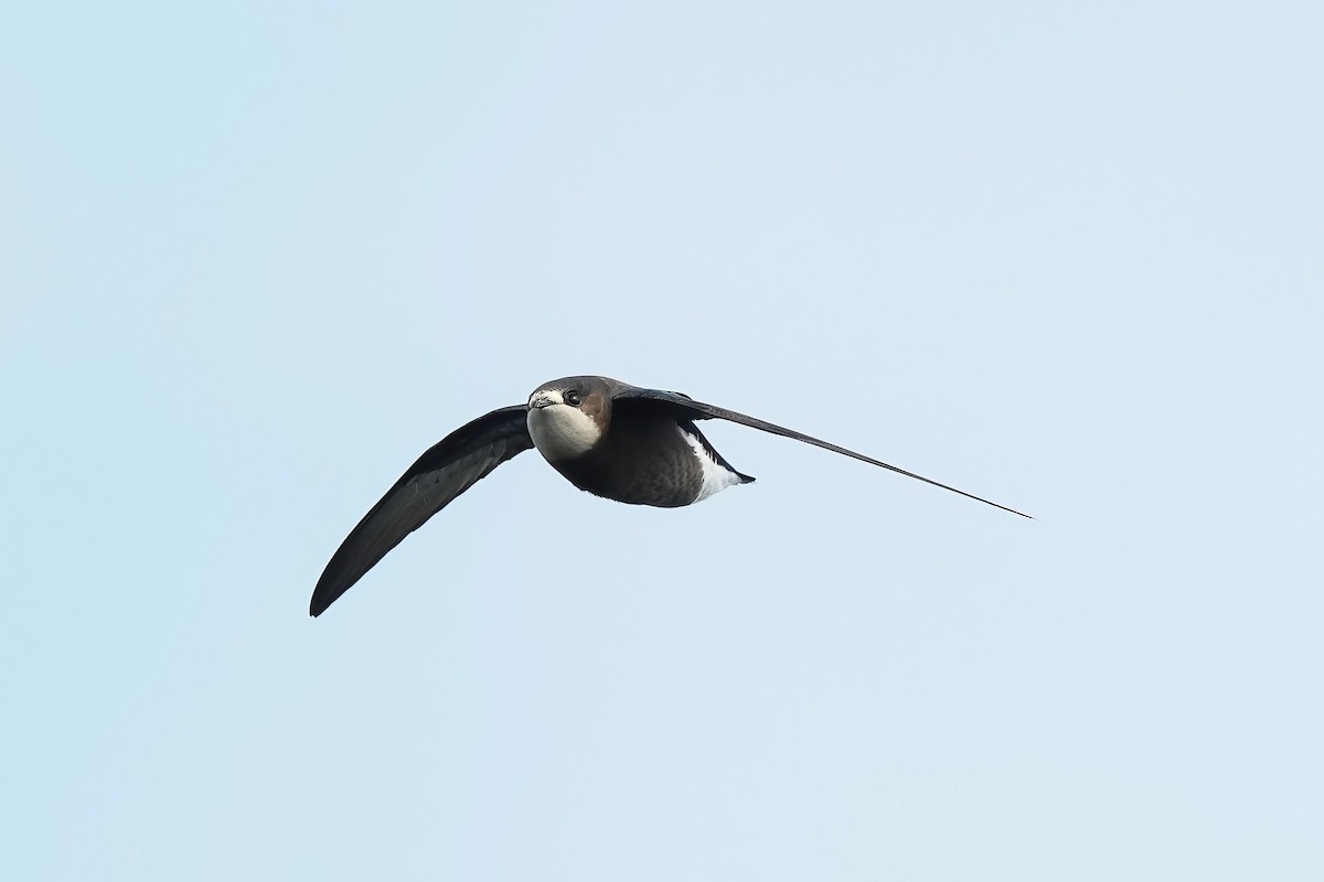 White-throated Needletail - ML554074391