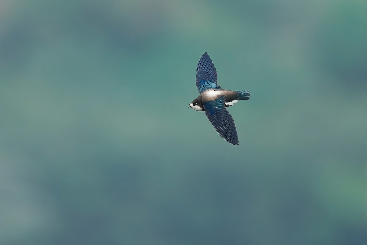 White-throated Needletail - ML554074421