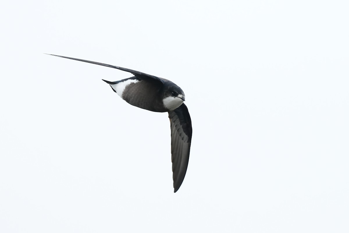 White-throated Needletail - ML554074431