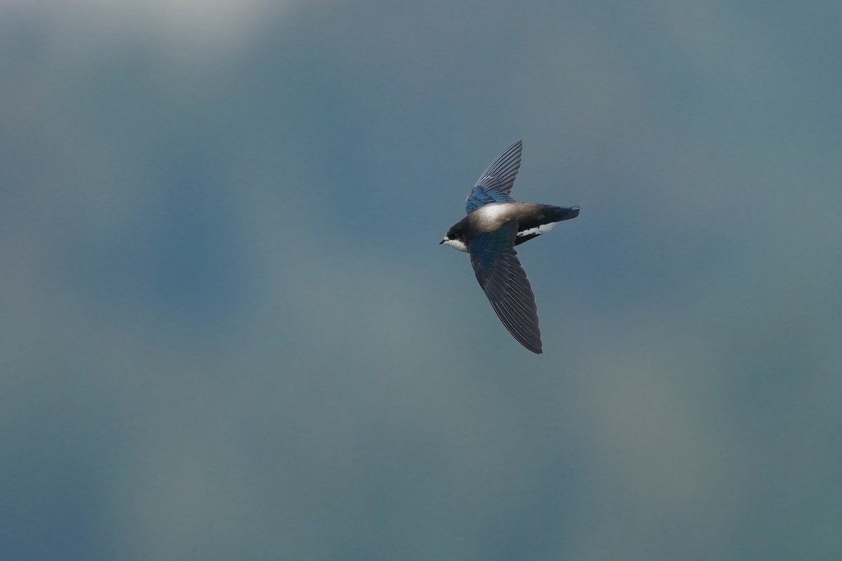 White-throated Needletail - ML554074681