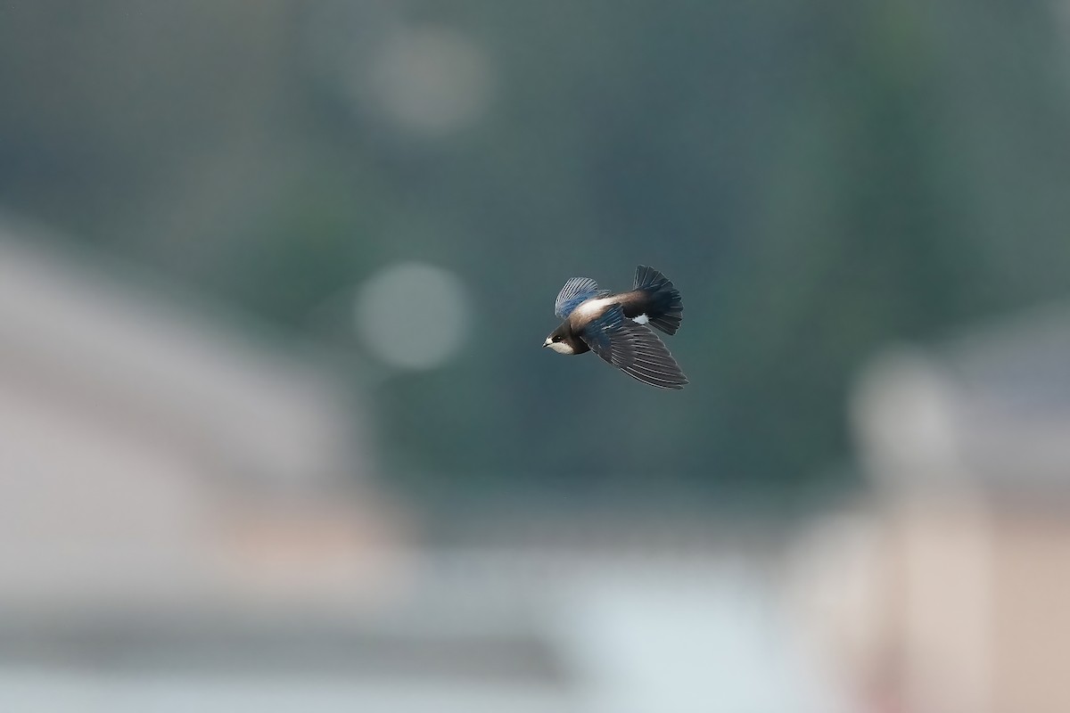 White-throated Needletail - ML554074691