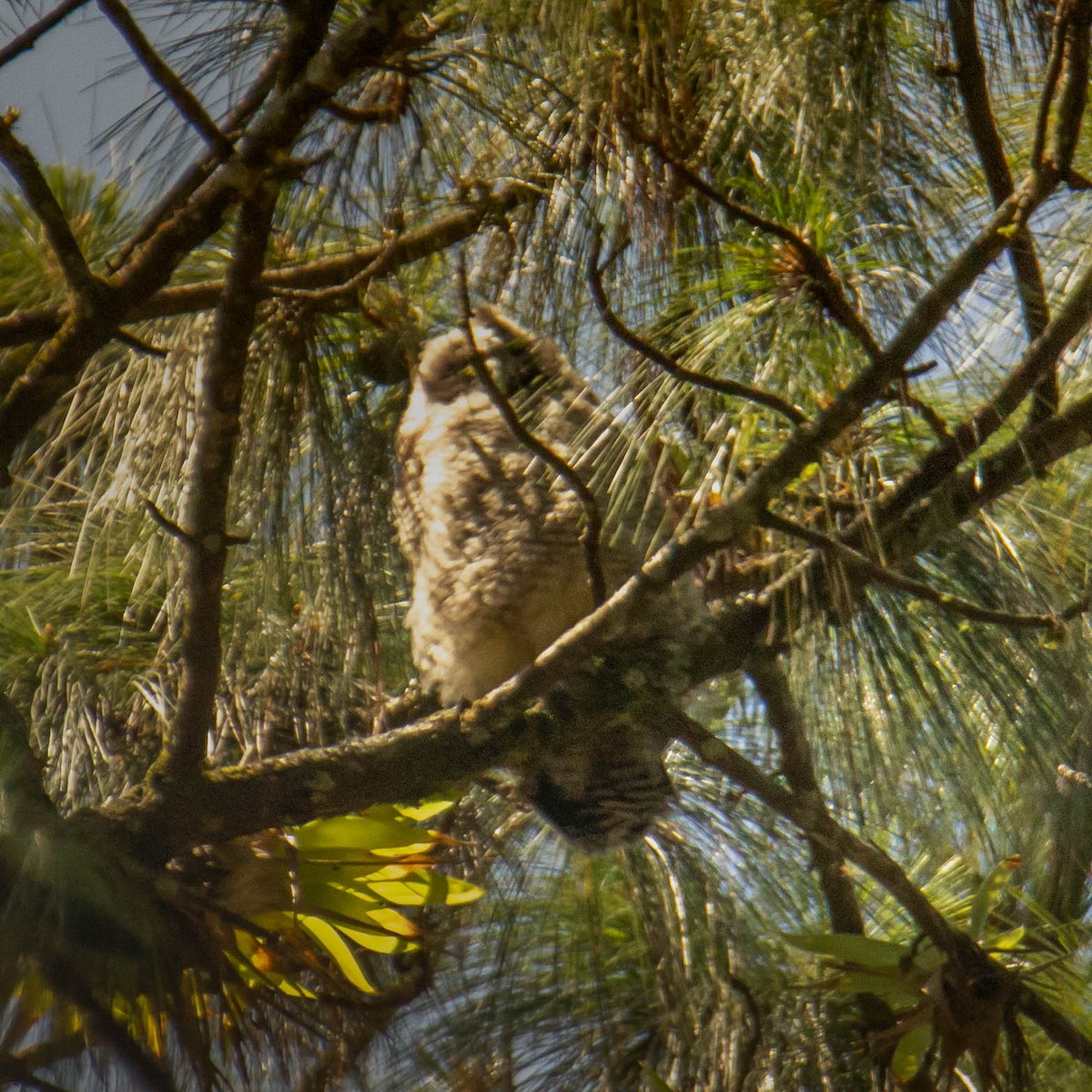 Stygian Owl - ML554074901