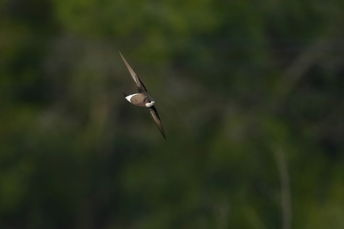 White-throated Needletail - ML554074941