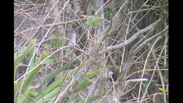 Cuban Solitaire - ML554075131