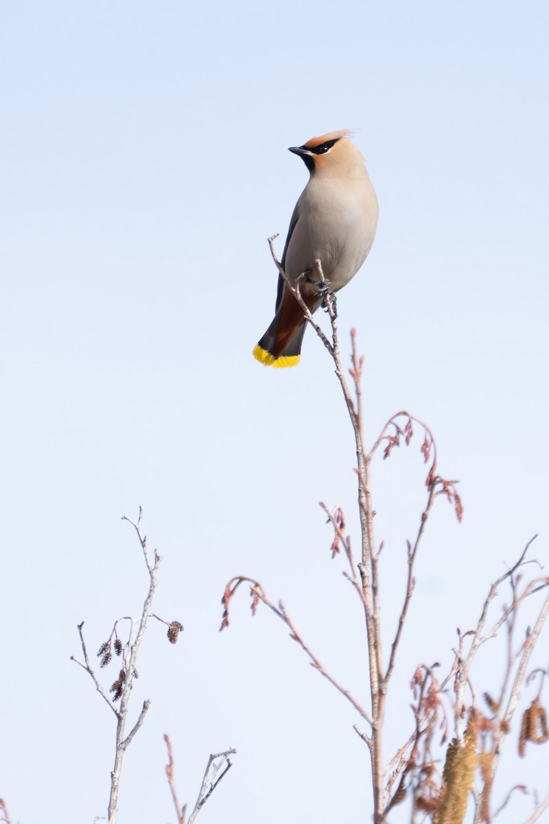 Bohemian Waxwing - ML554075431