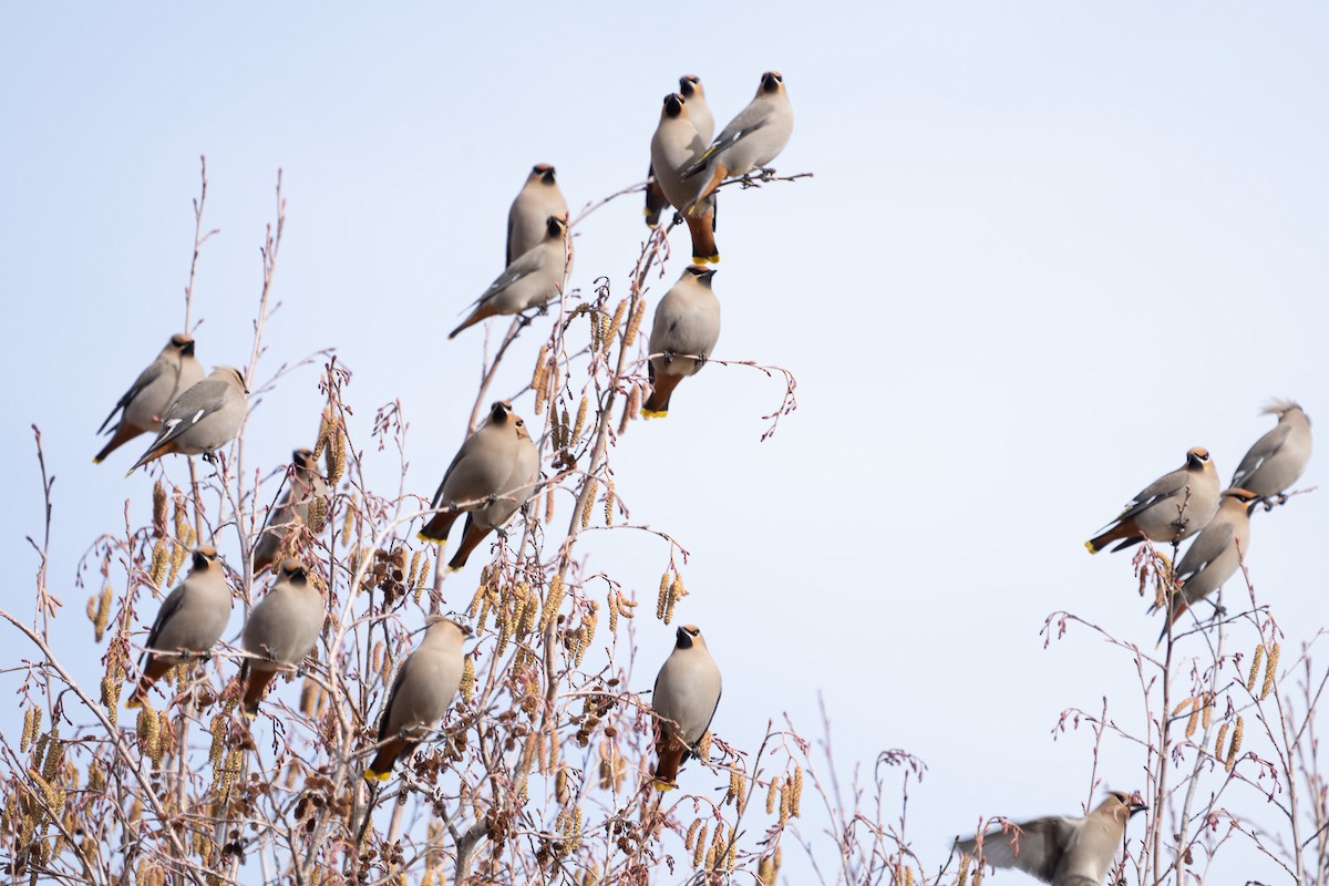 Bohemian Waxwing - ML554075441