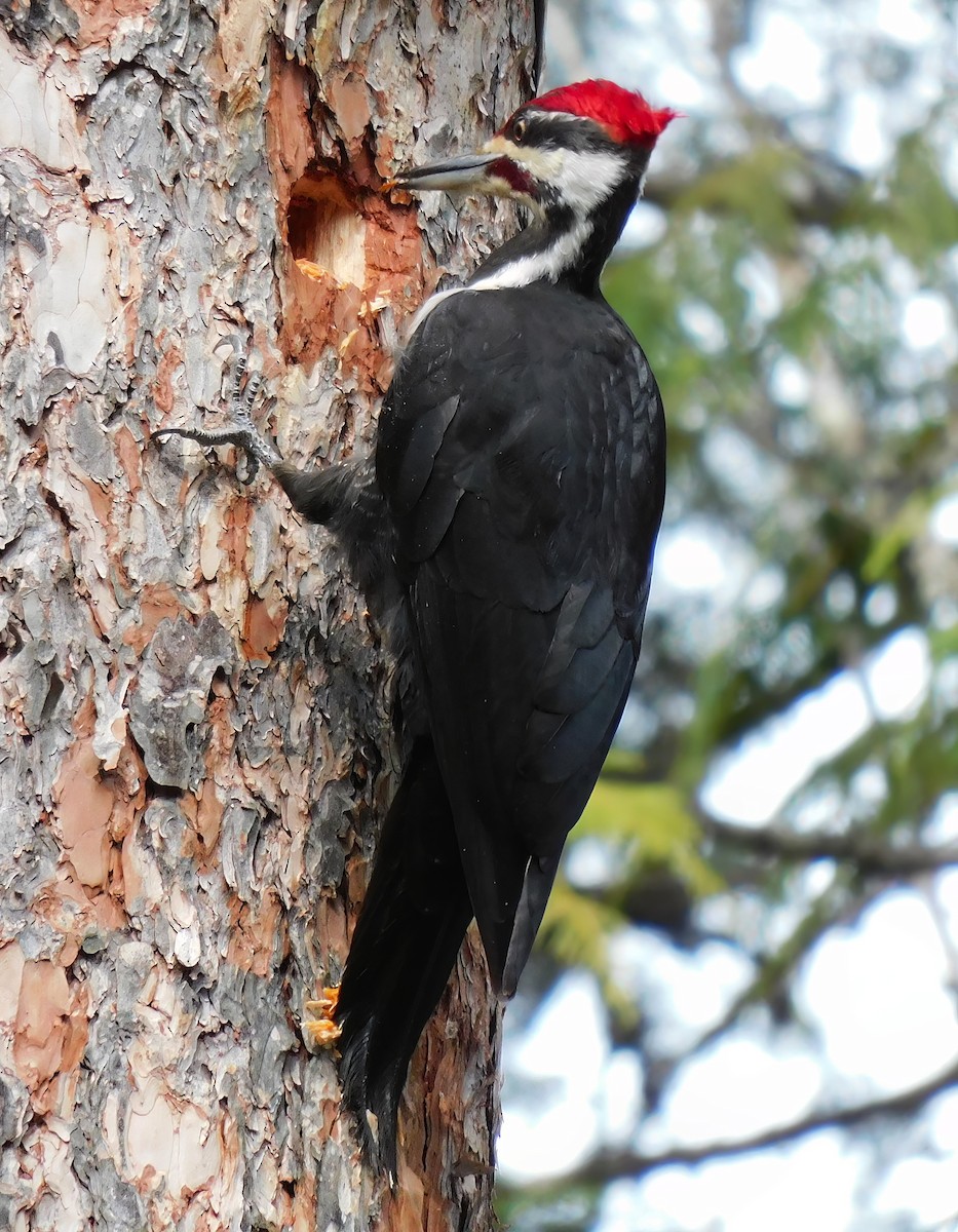 Pileated Woodpecker - ML554076001