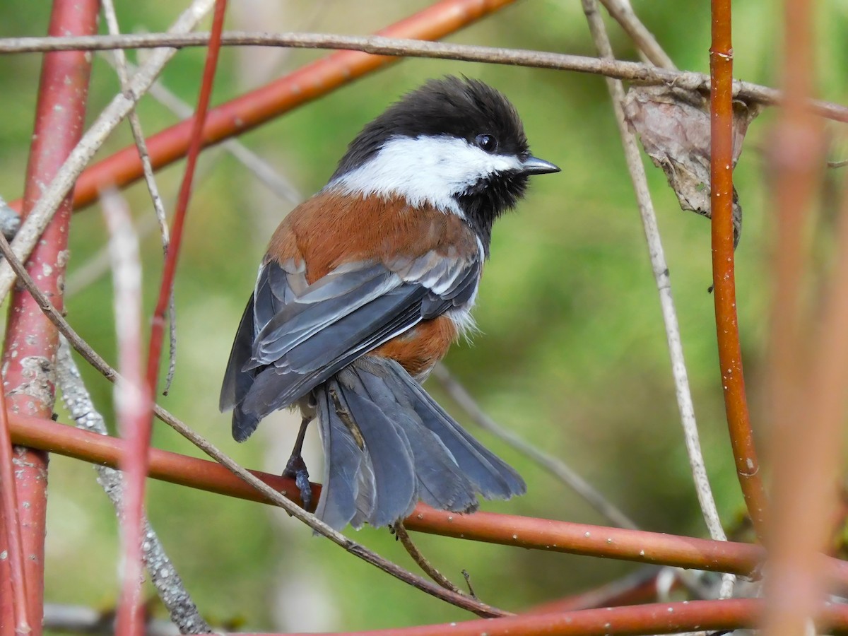 Chestnut-backed Chickadee - ML554076091