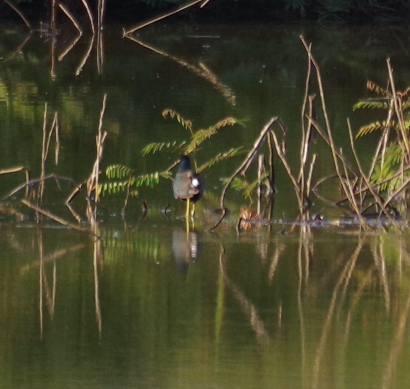 Purple Gallinule - ML554076521