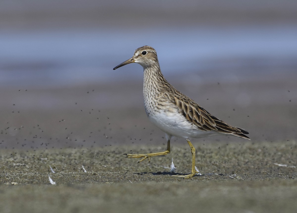 Pectoral Sandpiper - VERONICA ARAYA GARCIA