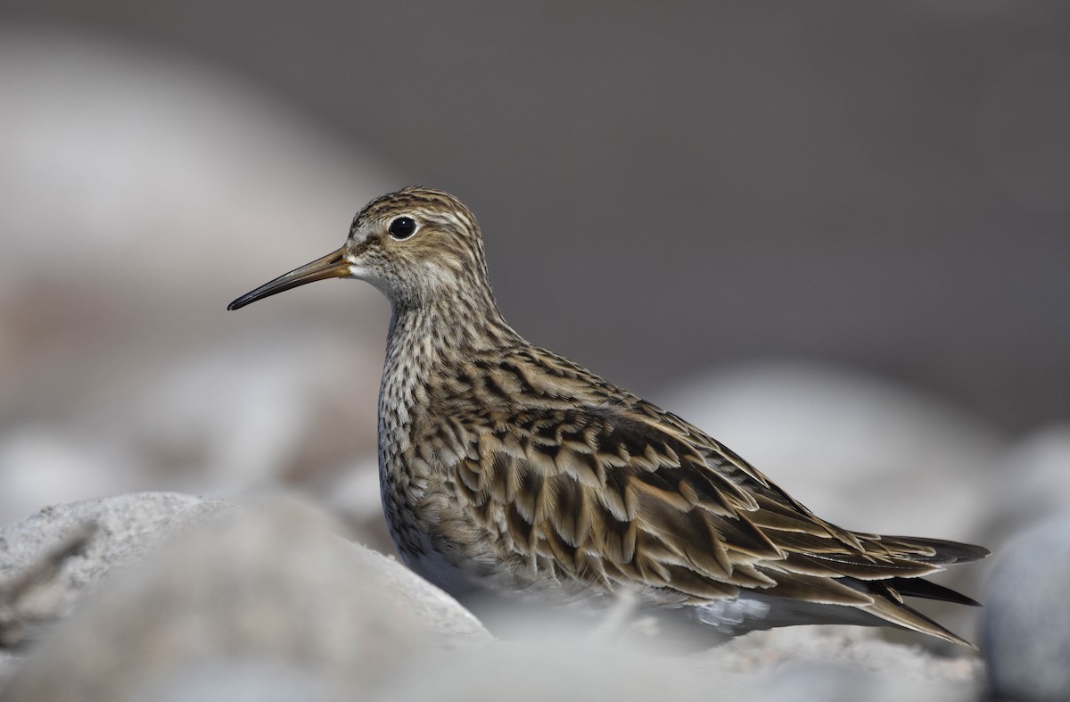 Pectoral Sandpiper - VERONICA ARAYA GARCIA