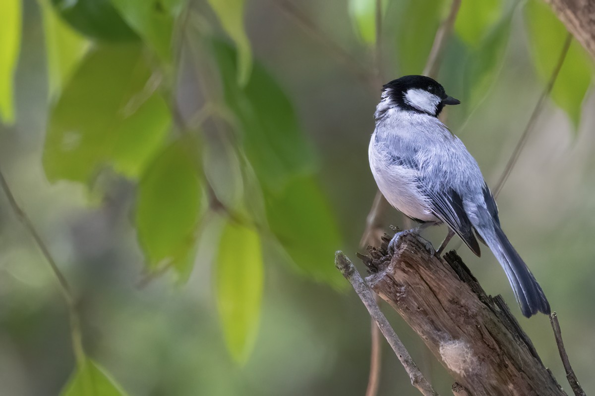 Asian Tit (Cinereous) - ML554077111
